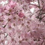 農家さんに朗報？！小規模宅地等の特例制度