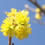 障害をもった人は、相続財産を没収される？！