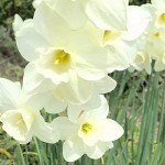 遺産分割ができていなくても安心できる制度は？
