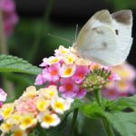 葬儀当日に、初七日法要をあわせて行うケースが多くなりました