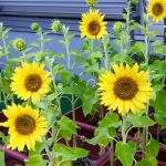 お盆休みと花の手入れ