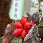 春が待ち遠しくなる木を植えました！