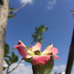 焦らずじっくり根を張ってから、花を咲かせよう