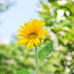 夏季休業のお知らせ