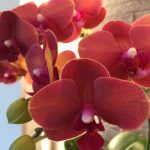 秋のおもてなし装花