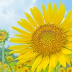 夏季休業のお知らせ