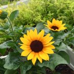 夏季休業のお知らせ