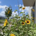 夏季休業のお知らせ