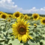 夏季休業のお知らせ